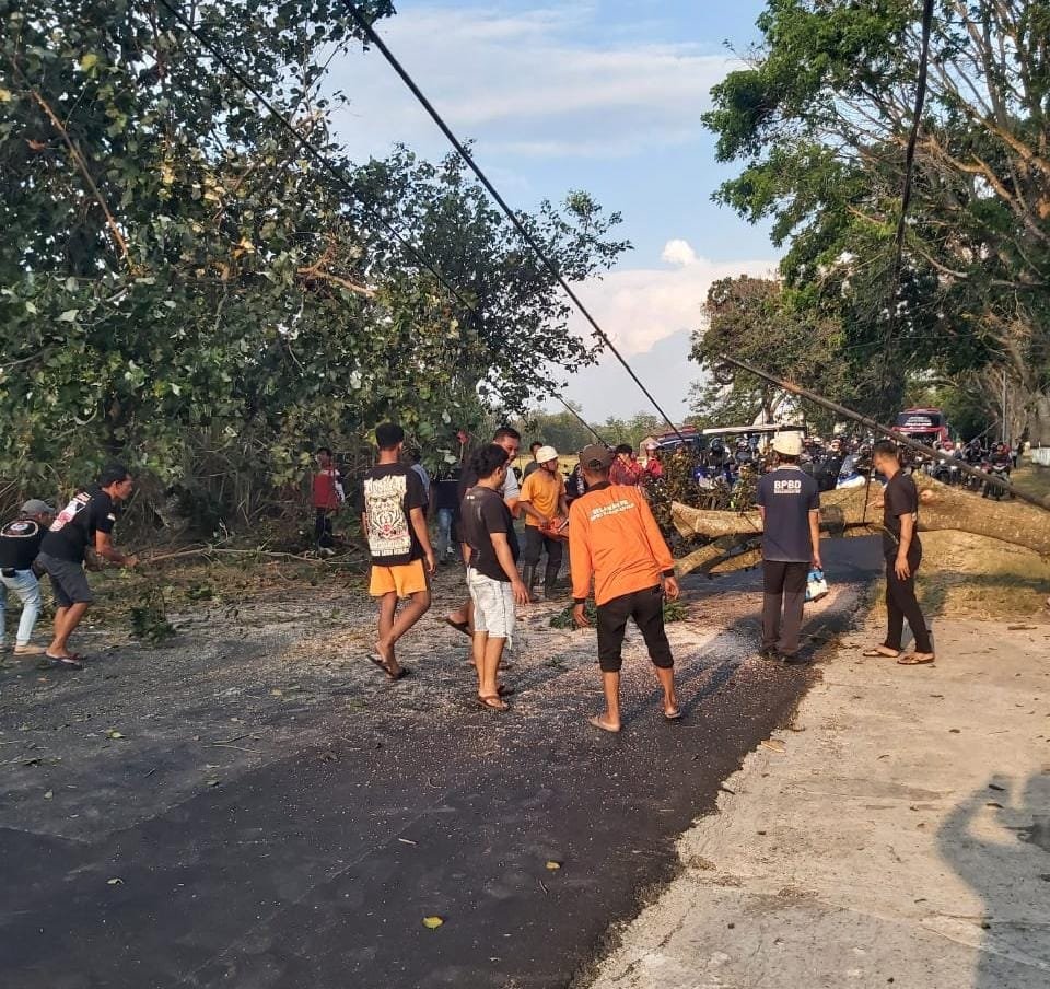 Pohon tumbang. BPBD Karanganyar melakukan evakuasi terhadap korban. (Foto : Dokumen BPBD)