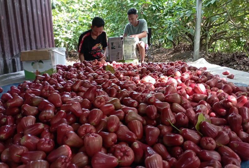 jambu Demak