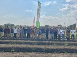 Petani bawang merah di Kabupaten Brebes. (Foto : Dok Pupuk Indonesia)