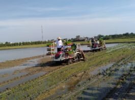 Tanam padi di Kecamatan Karangtengah Kabupaten Demak. (Foto : Dok JN)