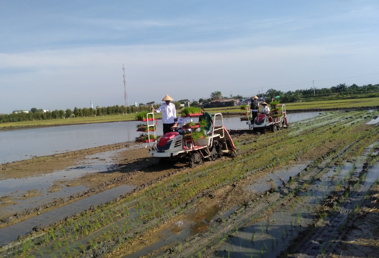 Tanam padi Tanam padi di Kecamatan Karangtengah Kabupaten Demak. (Foto : Dok JN)