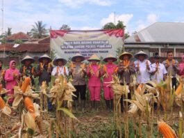 Kapolres Pemalang ketika pimpin panen jagung