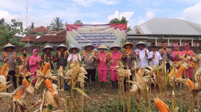 Kapolres Pemalang ketika pimpin panen jagung