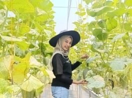 Panen melon hidroponik di Green House Harmoni Jaya Farm, Demak, yang kini menjadi salah satu destinasi agrowisata unggulan berbasis teknologi pertanian modern. (Foto : Sam)
