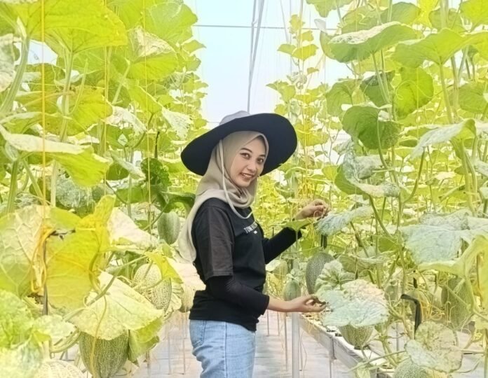 Panen melon hidroponik di Green House Harmoni Jaya Farm, Demak, yang kini menjadi salah satu destinasi agrowisata unggulan berbasis teknologi pertanian modern. (Foto : Sam)