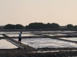 Seorang petani garam di Desa Babalan, Kecamatan Wedung, Demak. (Foto : Sam)