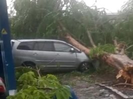 Sebuah mobil tertimpa pohon. (Foto : Sam)