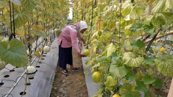 Wisata Petik Melon Desa Bandungrejo, Kecamatan Karanganyar, Kabupaten Demak. (Foto:Sam)