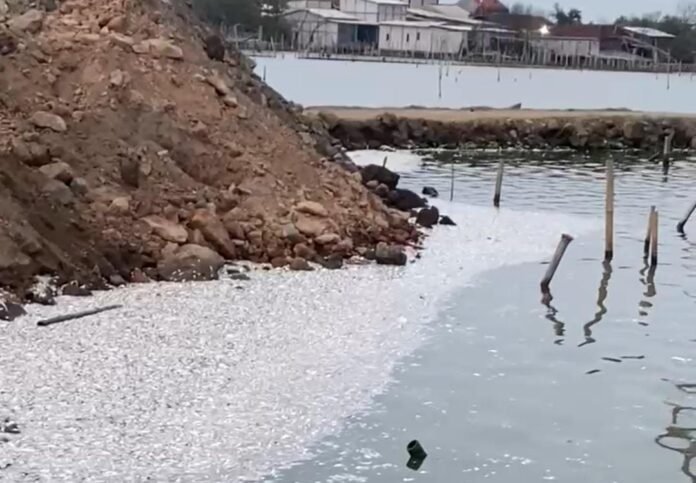 Tumpukan ikan mati terlihat menepi di perairan Sriwulan, Sayung, usai proses penimbunan lumpur untuk pengembalian lahan menjadi daratan. (Foto:Sam)