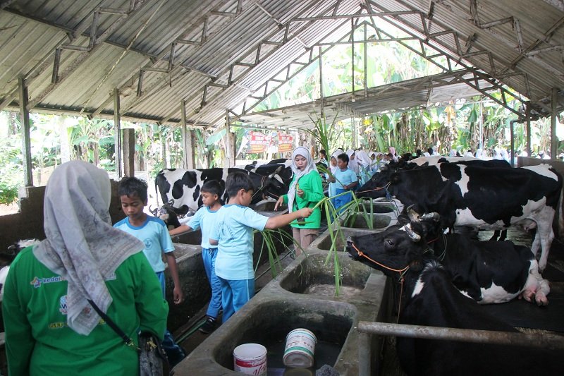 Siswa SDN Tlogosari Wetan Semarang saat beri pakan sapi