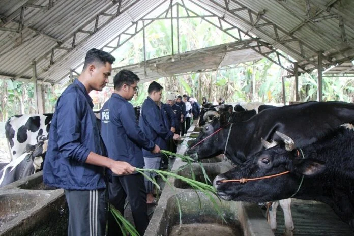para mahasiswa saat memberi pakan sapi