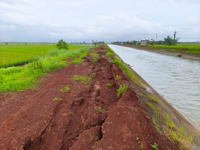 Kondisi tanggul Daerah Irigasi Klambu Kiri di Kecamatan Karanganyar, Kabupaten Demak, yang mengalami longsor di sejumlah titik dan dikhawatirkan berpotensi jebol serta mengancam area persawahan dan permukiman warga. (Foto:Sam)