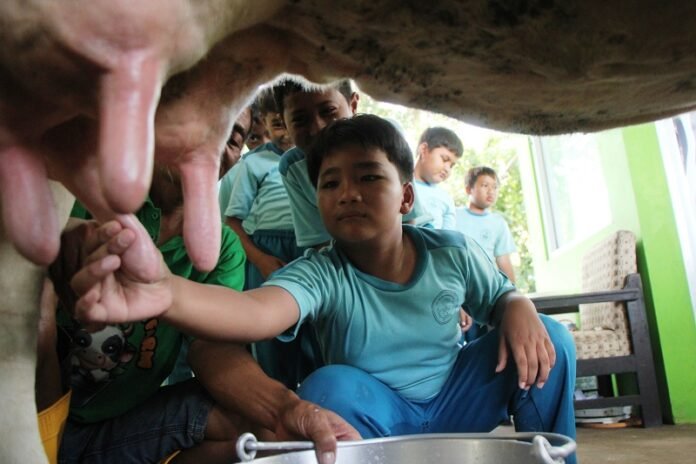 Salah satu siswa melakukan praktek edukasi memerah susu sapi di GFF