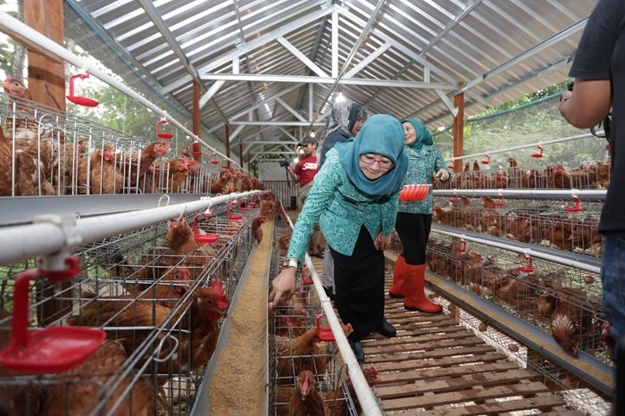 Ketua PKK Jateng Nawal Arafah Yasin di lokasi peternakan ayam petelur di Kudus Ketua PKK Jateng Nawal Arafah Yasin di lokasi peternakan ayam petelur di Kudus