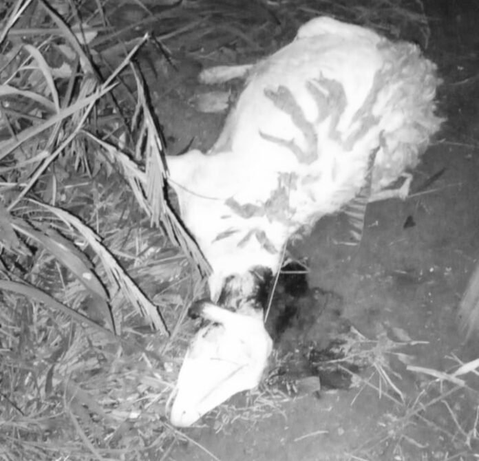 Ternak warga yang dimangsa macan tutul. (Foto : Istimewa)