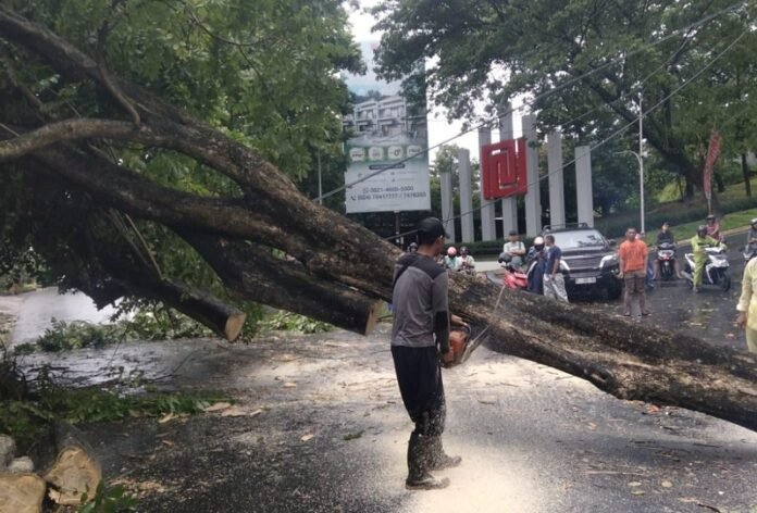 Pohon Tumbang Kota Semarang