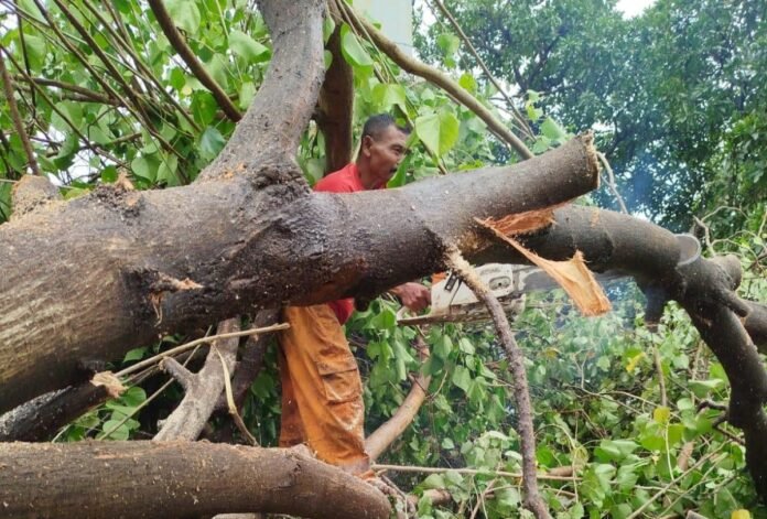 Disperkim Kota Semarang menangani belasan titik pohon tumbang akibat cuaca ekstrem yang melanda ibu kota Jawa Tengah pada Minggu (8/3/2026). (Foto : Dok Pemkot Semarang)