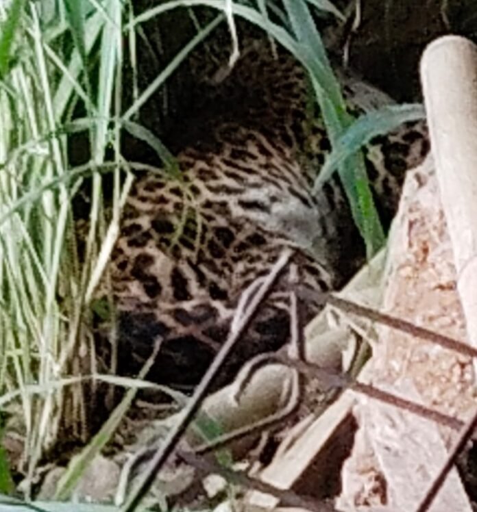 Macan jenis tutul terlihat mendekati pemukiman warga.