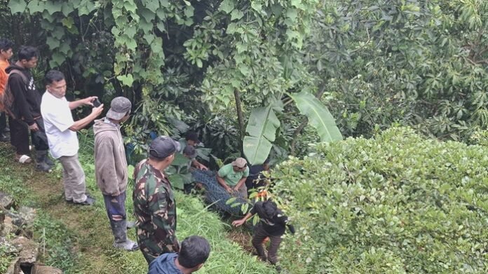 Petugas gabungan ketika evakuasi macan tutul