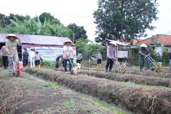 Wabup Brebes ketika penanaman jagung serentak