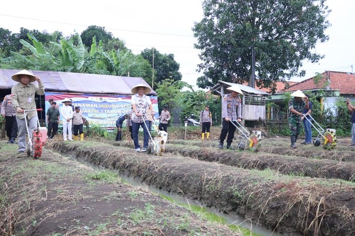 WhatsApp Image 2026-03-09 at 08.04.42 Wabup Brebes ketika penanaman jagung serentak