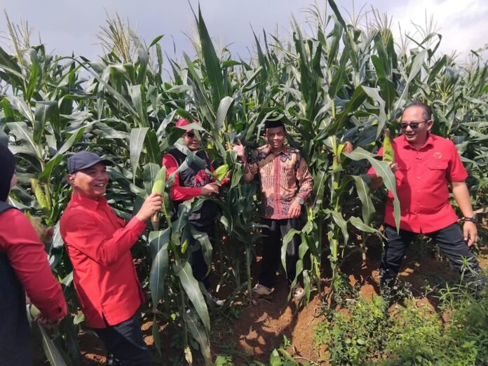 Ketua DPD PDI Perjuangan Jawa Tengah Sumanto bersama Ketua DPC PDI Perjuangan Karanganyar Rober Christanto melakukan panen perdana jagung di Desa Koripan.(Foto : Iwan)