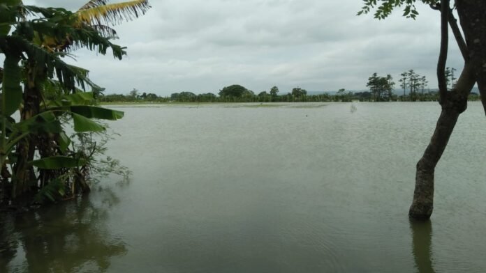 Sawah terendam banjir di Kabupaten Demak. (Foto : Sam)