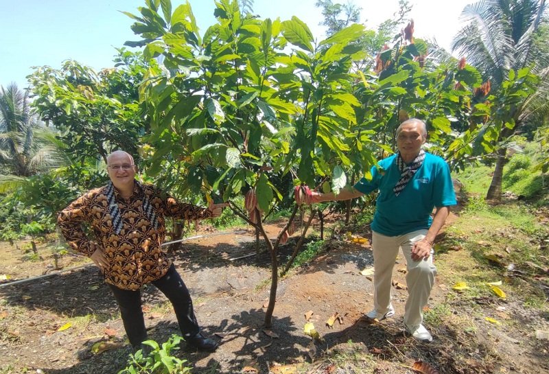 Pohon Kakao Pohon Kakao di KP2 Instiper Ungaran, Kabupaten Semarang