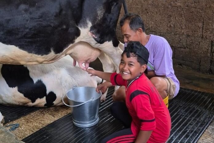 saat praktek perah sapi di GFF Desa Wisata Jatirejo