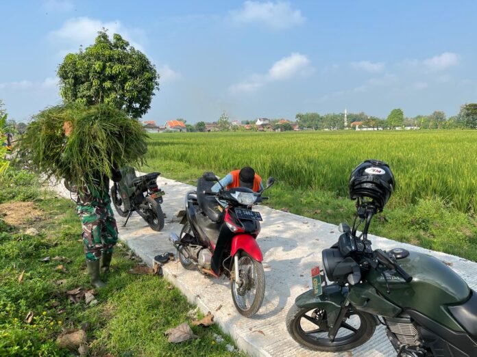 Anggota Satgas TMMD (Tentara Manunggal Membangun Desa) sering membantu warga seperti mengangkat rumput untuk pakan ternak. (Foto : Dok TMMD Sragen)