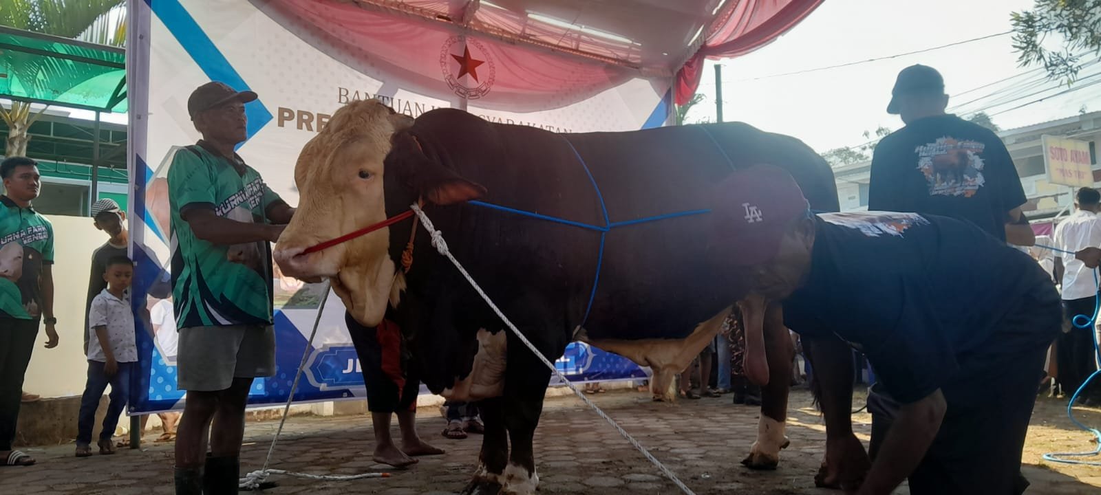 Sapi Presiden Bupati Kendal Hj. Dyah Kartika Permanasari menyerahkan bantuan hewan kurban sapi simental berbobot 1,1 ton pada Takmir Masjid Al Hidayah Dusun Rowosari Desa Meteseh Kecamatan Boja Kabupaten Kendal Jawa Tengah, Rabu (27/05) pagi. Sapi bernama “Si Gemoy” itu merupakan sapi kurban bantuan kemasyarakatan dari Presiden RI Prabowo Subianto untuk Kabupaten Kendal pada momentum Hari Raya Idul Adha 1447 Hijriah/ 2026 M. (Foto Dok. Istimewa/ Panitia Kurban Takmir Masjid Al Hidayah Rowosari Meteseh Boja Kendal)