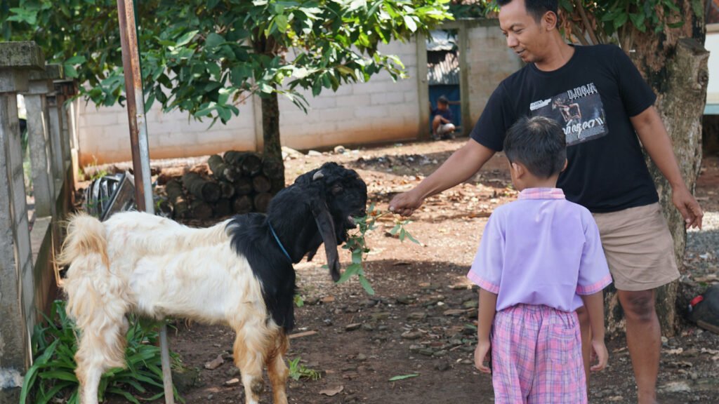 Hewan kurban bantuan PLN UIK Tanjung Jati B diterima dan dirawat masyarakat sebelum disembelih pada momentum Hari Raya Idul Adha 1447 H di Jepara, Selasa (26/5). Bantuan ini menjadi wujud kepedulian PLN dalam berbagi kebahagiaan serta memperkuat nilai kebersamaan dengan masyarakat sekitar wilayah operasional PLTU Tanjung Jati B. (Foto : Dok PLN)