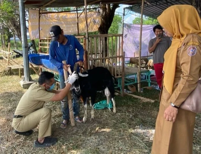Dispertan PP Karanganyar ketika memeriksa hewan kurban