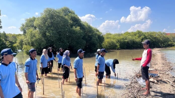 kkn uin ws penanaman bibit mangrove