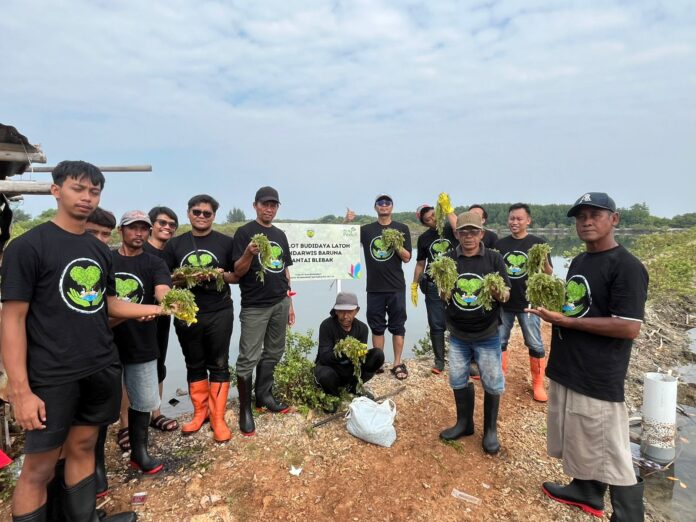Perwakilan pegawai PLN UIK Tanjung Jati B bersama Pokdarwis Baruna Blebak menunjukkan bibit latoh atau anggur laut pada Program Demplot Budidaya Latoh di Pantai Blebak, Desa Sekuro, Kecamatan Mlonggo, Kabupaten Jepara, Rabu (17/6). Program TJSL PLN UIK Tanjung Jati B ini menjadi sarana percontohan budidaya berbasis potensi lokal pesisir yang diharapkan mampu membuka peluang ekonomi baru bagi masyarakat sekaligus mendukung pelestarian ekosistem pantai secara berkelanjutan. (Foto : Dok PLN)