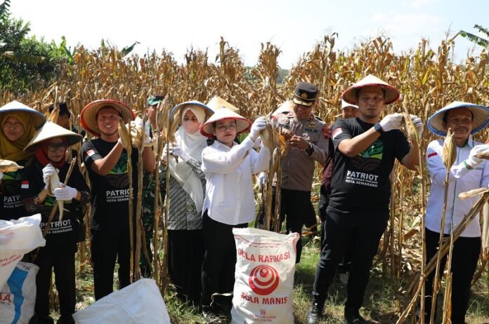 Kegiatan Panen Raya Jagung Binaan PC GP Ansor Kota Semarang yang digelar di lahan binaan GP Ansor di Kelurahan Tambangan, Kecamatan Mijen.