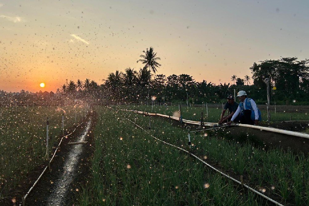 Melalui listrik PLN, produktivitas dan efisiensi para petani bawang di Desa Telle, Kabupaten Bone, Sulawesi Selatan semakin meningkat. Kehadiran energi listrik yang andal dan terjangkau berdampak positif bagi daya beli masyarakat dan pertumbuhan ekonomi nasional.