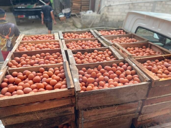 Telur yang akan didistribusikan di Karanganyar (Foto:ist)