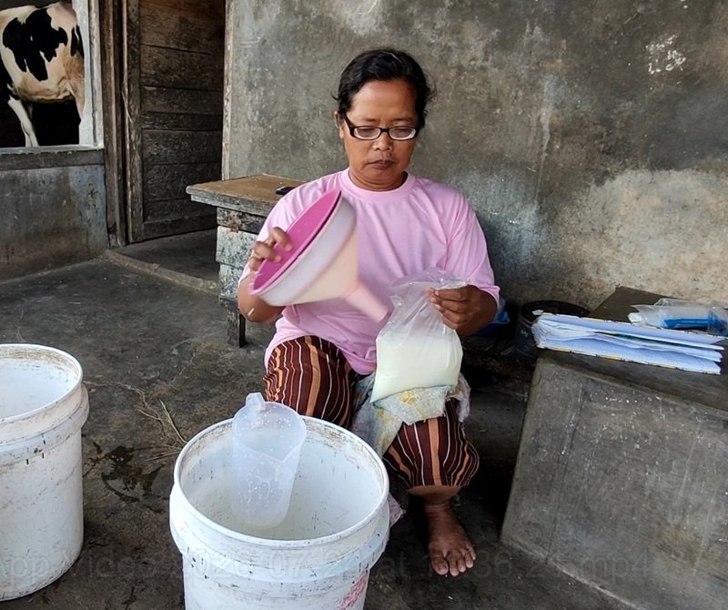 Salah satu peternak sapi perah memindahkan susu Salah satu peternak sapi perah memindahkan susu (Foto:ist)