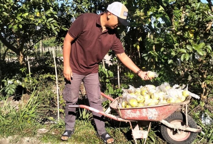 Taufik Rohman saat memanen buah jambu