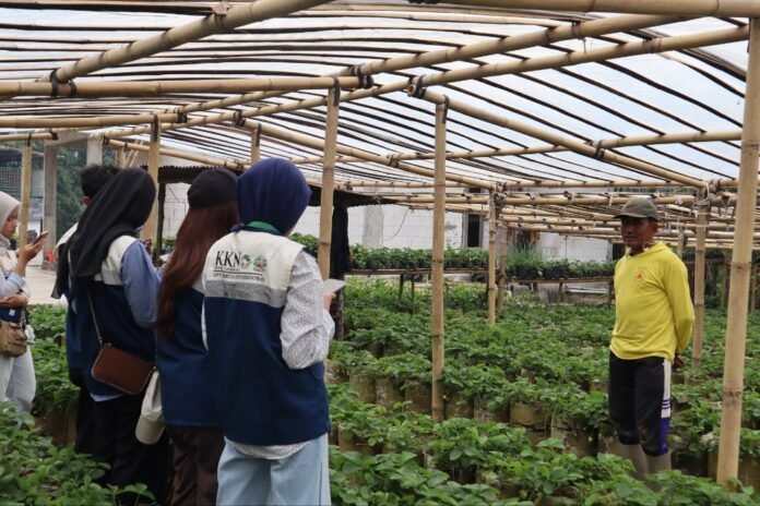 Tim Kuliah Kerja Nyata Tematik (KKNT) 87 Universitas Diponegoro (Undip) melaksanakan rangkaian program revitalisasi ekosistem pariwisata berbasis masyarakat di Kelurahan Kalisoro
