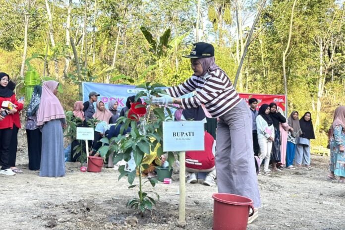 Bupati Kendal Dyah Kartika Permanasari melakukan penanaman bibit pohon alpukat dalam kegiatan Bersatu Siaga di Desa Peron Kecamatan Limbangan Kabupaten Kendal, Selasa (25/8/2026). (Foto: Arif)